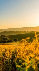 Obraz premium Golden cornfield at dawn, rolling hills in the background