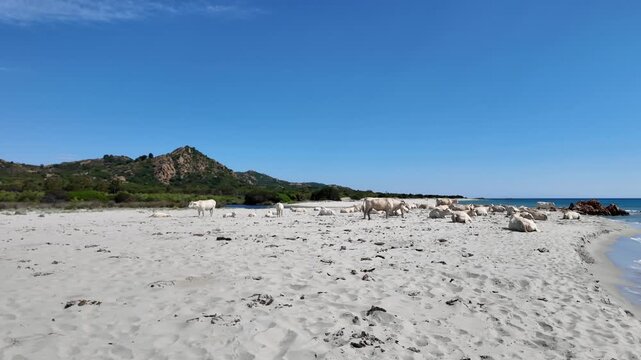 view of cows at Berchida beach south of Siniscola, in the Baronie territory on the east coast of the island of Sardinia, known as one of the most beautiful beaches in the Mediterranean