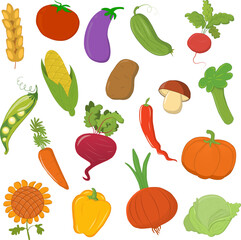 Set of vegetables for design on white background, vector, eps10