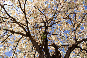 Um ipe branco florido com ceu ao fundo, fotografado de baixo pra cima.