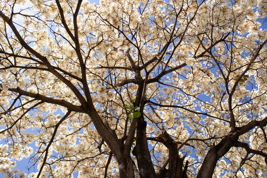 Um ipe branco florido com ceu ao fundo, fotografado de baixo pra cima.
