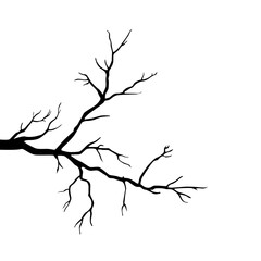 Tree branch with many small twigs  creating design element