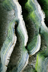 Hairy bracket fungus with green algae close-up. Forest details.