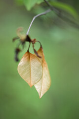 Dried leaves close-up. Nostalgic nature detail.