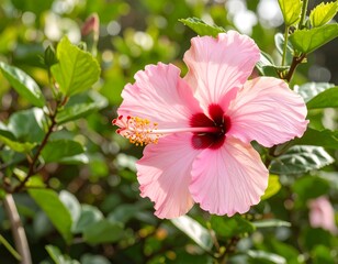 Close-up of a vibrant pink hibiscus flower
