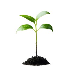 緑の葉の苗木と黒い土壌 成長と環境のコンセプトの背景は白く 分離されたマクロクローズアップ