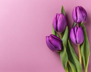 Obraz premium Purple tulips on pink background