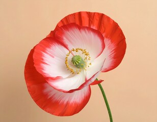 Close-up of a vibrant poppy