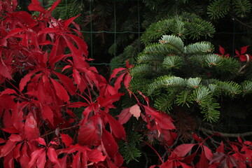 red and green leaves