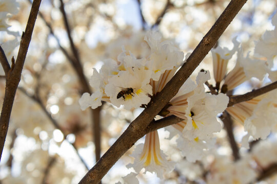 Uma abelha sobre uma flor branca no galho de ip&ecirc;.