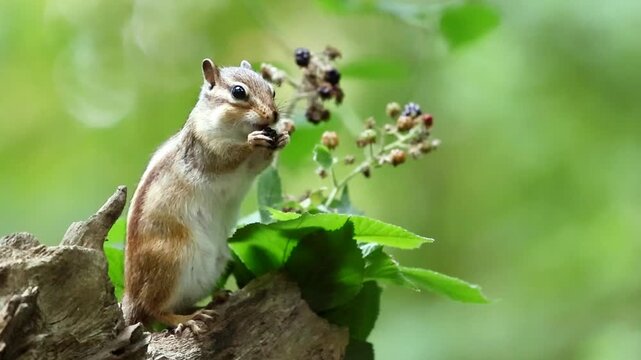 Curious chipmunk balancing on a tree branch while reaching for ripe blackberries