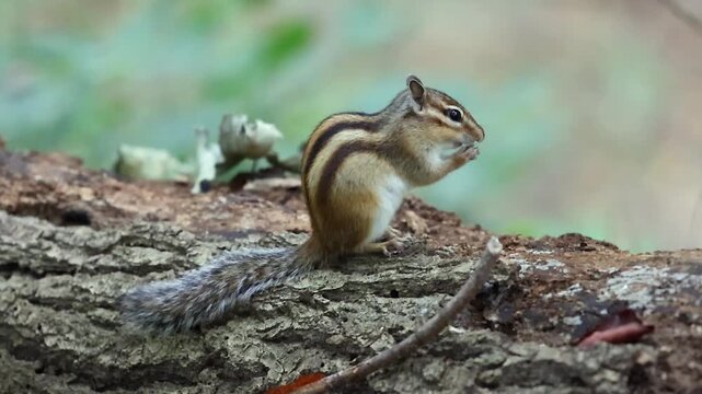 Striped chipmunk pausing on a rough tree trunk with its cheeks full