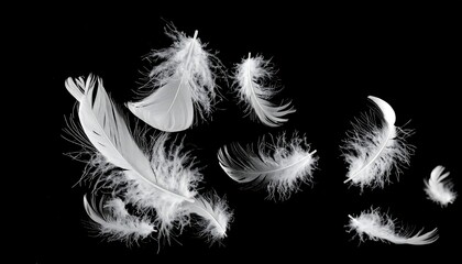 A collection of fluffy white avian feathers floating and drifting against a stark black background, showcasing lightness and grace. Close-up detail of soft texture and delicate structures is visible