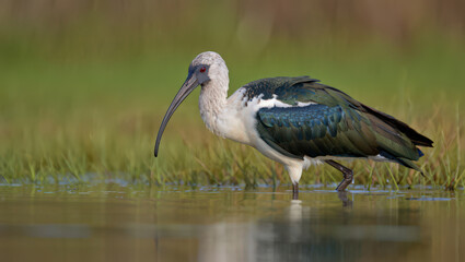 Obraz premium Straw Necked Ibis Wading in Shallow Water A Detailed View of a Bird with Striking Plumage and a Long Curved Beak in a Natural Wetland Environment