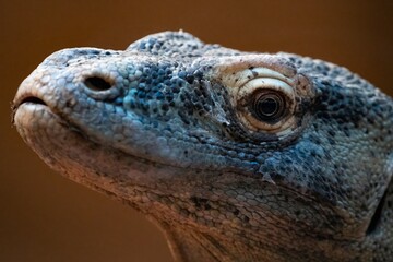 The Komodo Dragon (Varanus komodoensis).