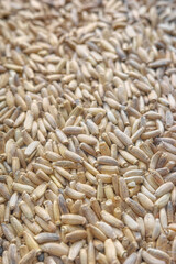 Obraz premium Close up photo of whole milk thistle seeds, selective focus.