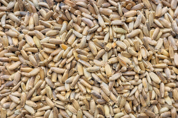Close up photo of whole milk thistle seeds, selective focus.
