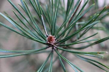 close up of pine needles