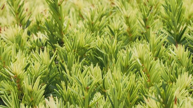 Jeunes pousses vertes et jaunes d&rsquo;arbuste persistant, texture naturelle v&eacute;g&eacute;tale dense en gros plan