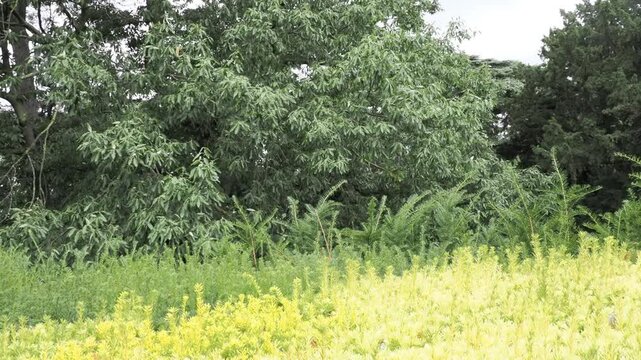 Paysage naturel &agrave; plusieurs strates de verdure, arbustes jaunes et verts avec arbres en arri&egrave;re-plan