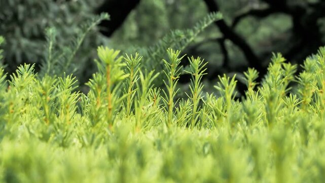 Jeunes pousses vertes et jaunes d&rsquo;arbuste persistant, texture naturelle v&eacute;g&eacute;tale dense en gros plan