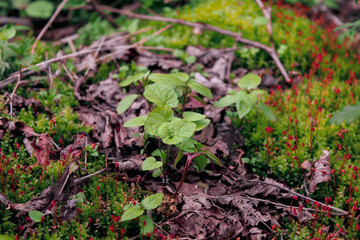 green moss in the forest