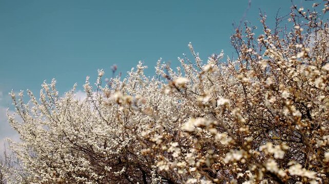 Close-up of a blossoming tree branch with delicate white flowers, blue sky and clouds blurred in the background, symbolizing springtime beauty