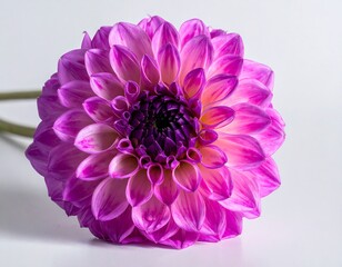 Close-up of a vibrant purple-pink dahlia