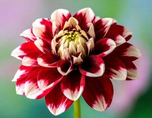 Close-up of a vibrant red and white dahlia