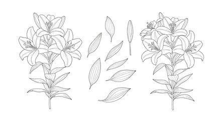 Fototapeta premium Botanical illustration of two lush branches with scattered leaves in a delicate sketch style