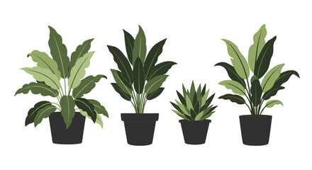 Obraz premium Beautiful green houseplants in dark pots for indoor decoration and home gardening