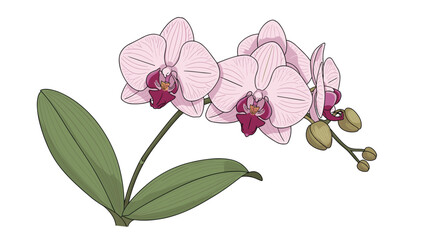Discover the enchanting beauty of phalaenopsis orchids a step by step guide to their care and blooming
