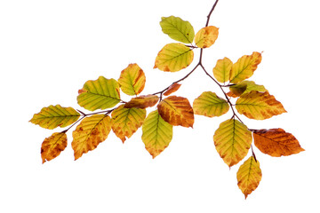 Herbst, Herbslaub und Herbstblätter in Herbstfarben isoliert als Freisteller über weißem Hintergrund - digital bearbeitet