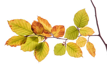 Herbst, Herbslaub und Herbstblätter in Herbstfarben isoliert als Freisteller über weißem Hintergrund - digital bearbeitet