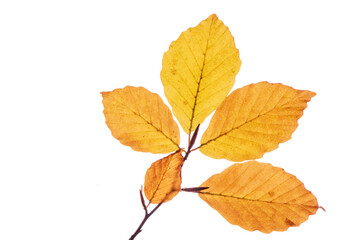 Herbst, Herbslaub und Herbstblätter in Herbstfarben isoliert als Freisteller über weißem Hintergrund - digital bearbeitet