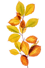 Herbst, Herbslaub und Herbstblätter in Herbstfarben isoliert als Freisteller über weißem Hintergrund - digital bearbeitet