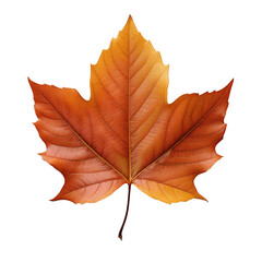 Obraz premium PNG Autumn Leaves