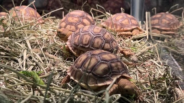 Tortoises in a terrarium