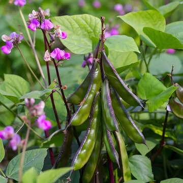 Close up of a cluster of ripening hyacinth bean pods with delicate purple flowers in a garden setting