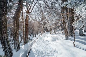 Winter forest with snow and sunlight on Eorimok Trail, Hallasan, Jeju Island