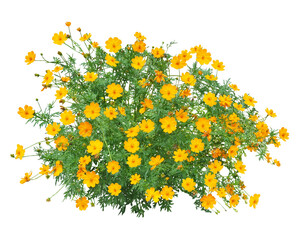 キバナコスモス