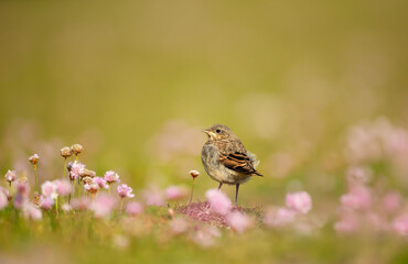 Juvenile northern wheatear in meadow with thrift