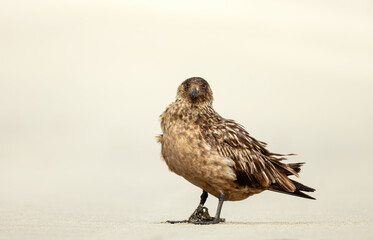 Great skua standing on a sandy beach