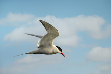 Arctic tern in flight against blue sky