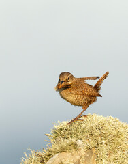 Shetland wren with moth on lichen covered rock