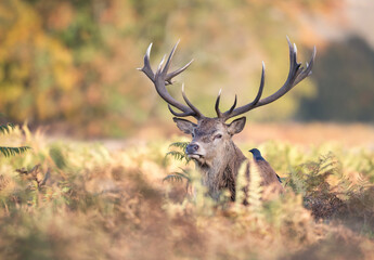 Naklejka premium Portrait of a majestic red deer stag with large antlers in a meadow