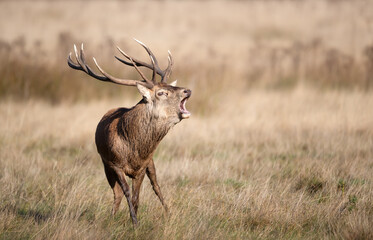 Red deer stag calling during the rut in autumn