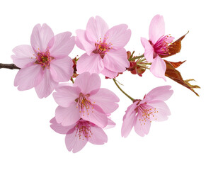 Naklejka premium Sakura Flowers Branch PNG