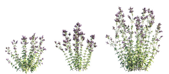 Set of Origanum vulgare (commonly known as oregano) isolated png on a transparent background perfectly cutout high resolution