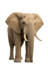 Obraz premium Photo of an adult african elephant with large ears and tusks stands facing forward, isolated on a transparent background